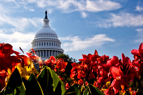 Capitol and flowers